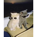 Meow Gang PUBG team — BROGGUA Esports