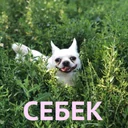 Cebekysu PUBG team — BROGGUA Esports